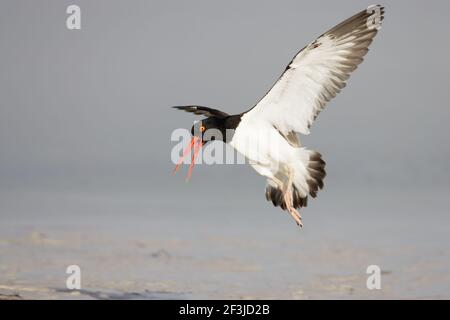 American Oystercatcher calling as it comes in to Land(Haemotopus palliatus) Fort de Soto, florida, USA BI001956 Stockfoto