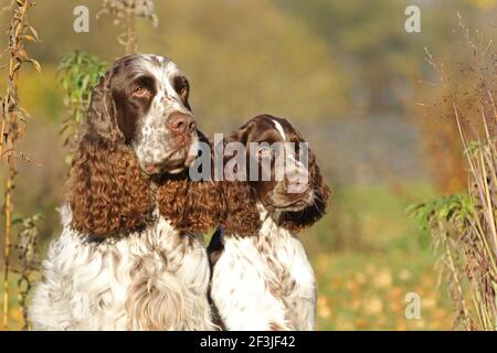 Englisch Springer Spaniel. Zwei Männchen (rechts 6 Jahre alt, links 17 Wochen alt) sitzen nebeneinander. Deutschland Stockfoto