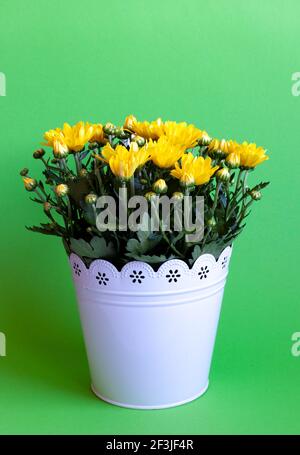 Bouquet von gelben Chrysanthemen in einem weißen Topf isoliert auf einem grünen Hintergrund. Postkarte mit Ort für Text. Herbstblumen, Blumenbot Nahaufnahme. Wachsen Sie eine Blume zu Hause. Speicherplatz kopieren. Stockfoto