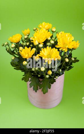 Bouquet von gelben Chrysanthemen in einem weißen Topf isoliert auf einem grünen Hintergrund. Postkarte mit Ort für Text. Herbstblumen, Blumenbot Nahaufnahme. Wachsen Sie eine Blume zu Hause. Speicherplatz kopieren. Stockfoto