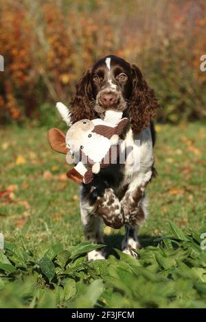 English Springer Spaniel (männlich, 17 Wochen alt) holt eine Spielzeugkuh. Deutschland Stockfoto