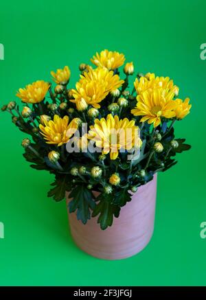 Bouquet von gelben Chrysanthemen in einem weißen Topf isoliert auf einem grünen Hintergrund. Postkarte mit Ort für Text. Herbstblumen, Blumenbot Nahaufnahme. Wachsen Sie eine Blume zu Hause. Speicherplatz kopieren. Stockfoto