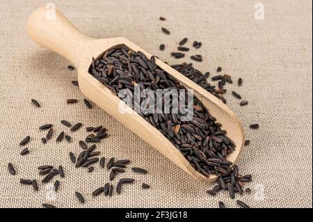 Schwarzer Wildreis. Holzlöffel Löffel mit organischem schwarzen Wildreiß. Haufen ungekochte, rohe, schwarze Wildreiskörner in Holzlöffel Stockfoto