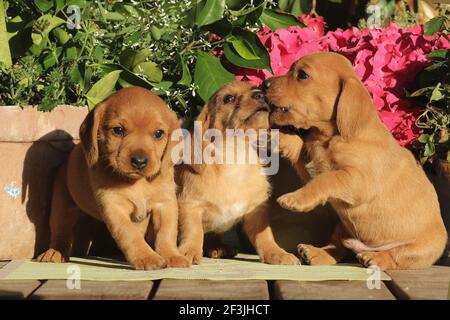 Basset Fauve De Bretagne, Fawn Brittany Basset. Welpen (Hündin, 6 Wochen alt) spielen vor rosa Hortensien Blumen. Deutschland Stockfoto