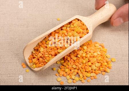 Hand halten Holzlöffel mit Linsen rot und orange. Leuchtend rote orange und gelbe Linsen in einem Holzlöffel. Gesundes Bio-glutenfreies Produkt. Kopie Stockfoto