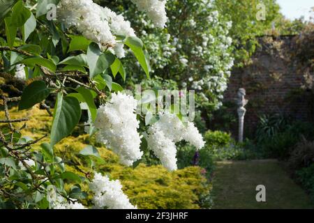 Weißer Flieder, Syringa vulgaris 'Mme Lemoine', mit Juniperus x pfitzeriana 'Aurea', fotografiert im Mai auf der Wickham Place Farm, Witham, Essex, Großbritannien Stockfoto