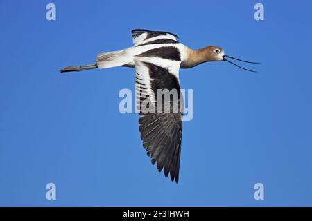 American Avocet Calling in Flight (Recurvirostra americana) Klamath NWR Oregon, USA BI003279 Stockfoto
