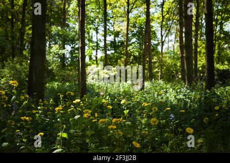 Gelbes Doronicum pardalianches, im angestrahlten Licht, das durch das Vordach von gemischten Waldbäumen filtert, fotografiert im Mai in Wickham Place Far Stockfoto