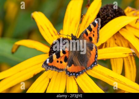 Kleiner Schildpatt-Schmetterling (Aglais urticae) mit ausgestreckten Flügeln, die auf einer Rudbeckia Black Eyed Susan Blume ruhen, Stock Foto Bild Stockfoto