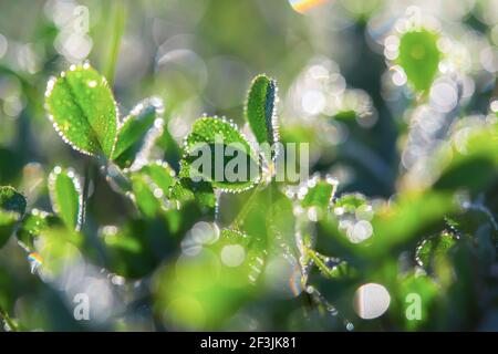 Grüne Kleeblätter, Tau Tropfen Makro bunten Bokeh. St. Patrick's Day. Verschwommener Hintergrund mit Kleeblättern. Das Konzept der morgendlichen Frische. So Stockfoto