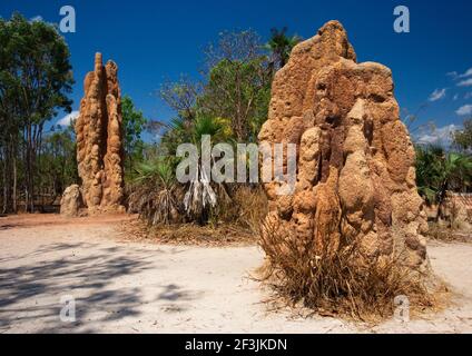 Magnetic Termite Mounds im Litchfield National Park im Northern Territory In Australien Stockfoto