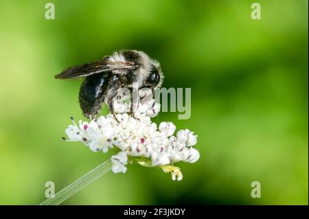 Aschebiene (Andreno cineraria) eine einsame schwarz-weiße Hummel fliegendes Insekt, Stock Foto Bild Stockfoto