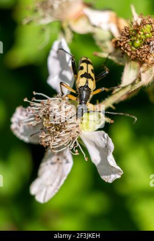 Getupfter Longhorn Käfer (Strangalia oder Rutpela maculata) ein gelber fliegender Insektenwanzen mit schwarzen Flecken, Stockfoto Stockfoto