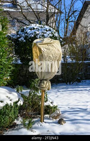 Rosenbusch ist in Vlies für den Winter gegen Frost gewickelt. Baden Baden, Baden Württemberg, Deutschland, Europa Stockfoto