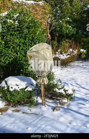 Rosenbusch ist in Vlies für den Winter gegen Frost gewickelt. Baden Baden, Baden Württemberg, Deutschland, Europa Stockfoto