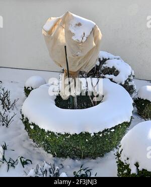 Rosenbusch ist in Vlies für den Winter gegen Frost gewickelt. Baden Baden, Baden Württemberg, Deutschland, Europa Stockfoto