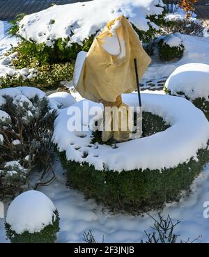 Rosenbusch ist in Vlies für den Winter gegen Frost gewickelt. Baden Baden, Baden Württemberg, Deutschland, Europa Stockfoto