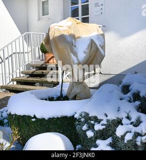 Rosenbusch ist in Vlies für den Winter gegen Frost gewickelt. Baden Baden, Baden Württemberg, Deutschland, Europa Stockfoto