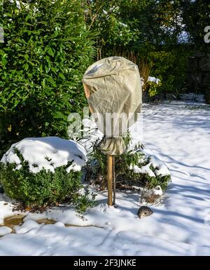 Rosenbusch ist in Vlies für den Winter gegen Frost gewickelt. Baden Baden, Baden Württemberg, Deutschland, Europa Stockfoto