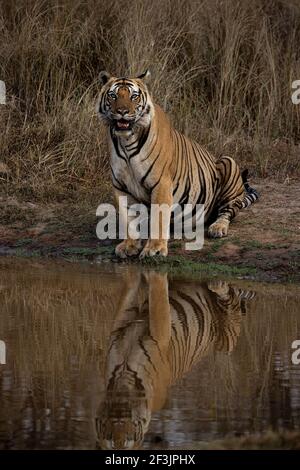 Königlicher Tiger von Bengalen Stockfoto