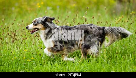 Miniatur Australian Shepherd. Erwachsener läuft auf einer Wiese. Deutschland Stockfoto