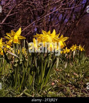 Früh blühende Narzisse. Baden Baden, Deutschland, Europa Stockfoto