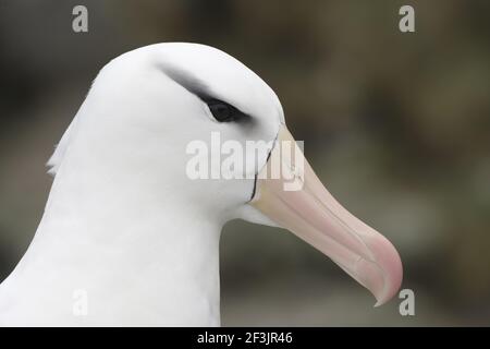 Black Browned Albatross - Nahaufnahme des Kopfes Diomedea melanophris New Island Falklands BI007093 Stockfoto