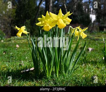 Früh blühende Narzisse. Baden Baden, Deutschland, Europa Stockfoto