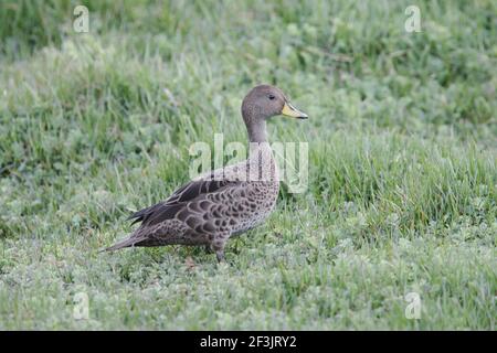 South Georgia Pintail Anas Georgica Rennen Georgica Grytviken Südgeorgien BI007268 Stockfoto