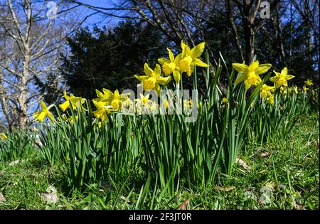 Früh blühende Narzisse. Baden Baden, Deutschland, Europa Stockfoto