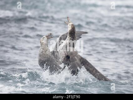 Northern Giant Petrel - FightingMacronectes halli Royal Bay South Georgia BI007281 Stockfoto