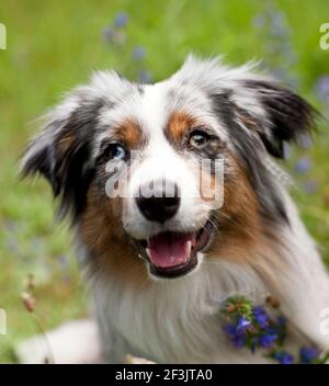 Miniatur Australian Shepherd. Porträt eines erwachsenen Hundes mit verschiedenen farbigen Augen. Deutschland Stockfoto