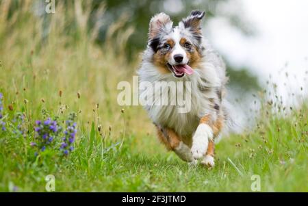 Miniatur Australian Shepherd. Erwachsener läuft auf einer Wiese. Deutschland Stockfoto