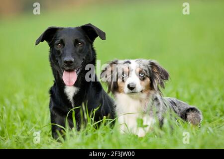 Mini Australian Shepherd und Mongrel. Zwei Erwachsene Hunde liegen im Gras. Deutschland... Stockfoto