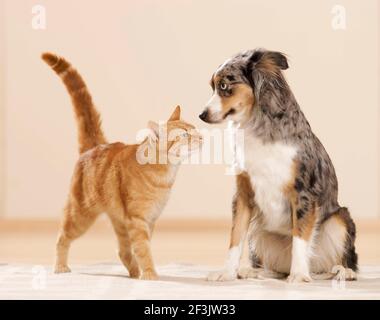 Mini Australian Shepherd und Hauskatze. Ein erwachsener Hund und eine tabby Katze lernen sich kennen. Deutschland Stockfoto