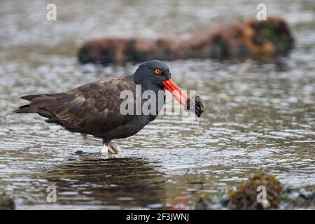 Schwärzlicher Austernfischer - mit CatchHaematopus ater Carcass Island Falklands BI007406 Stockfoto