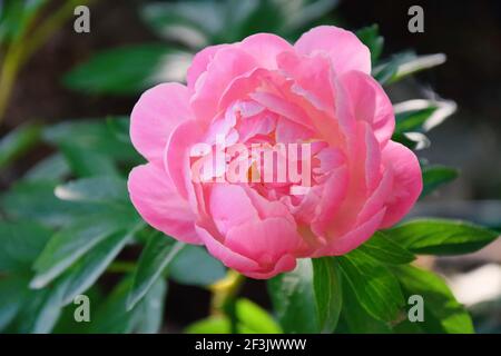 Rosa Pfingstrose Paeonia Lactiflora in Blooming Stockfoto