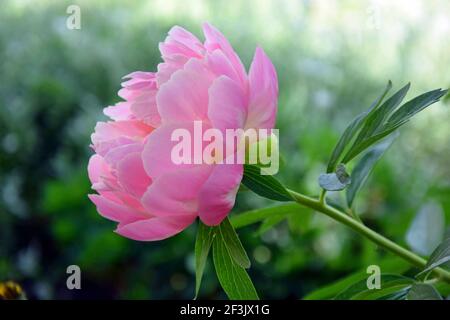 Rosa Pfingstrose in blühiger Seitenansicht Stockfoto