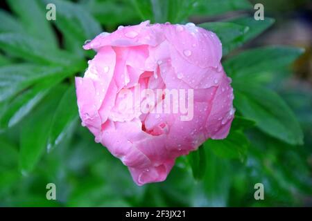 Rosa Pfingstrose mit Regenwassertropfen Stockfoto