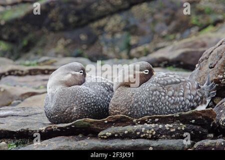 Falklands Flightless Steamer Duck - Paar Tachyeres brachypterus Carcass Island Falklands BI007479 Stockfoto