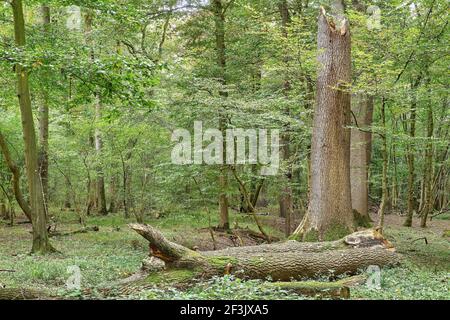 Waldszene mit totem Holz und einem gebrochenen Eichenstamm Stockfoto