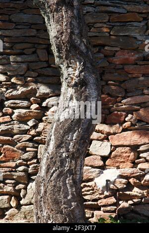 Knorrigen alten Baum vor rustikale Steinmauer, Villa in St. Tropez Stockfoto