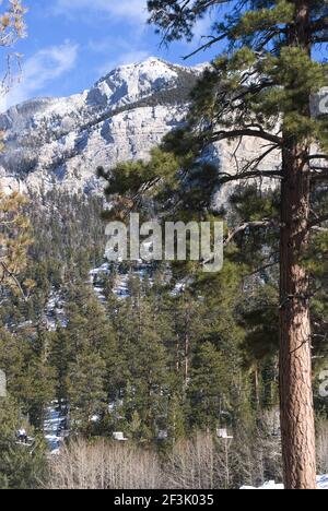 Las Vegas Ski und Snowboard Resort, Mt Charleston, in der Nähe von Las Vegas, Nevada, Vereinigte Staaten von Amerika Stockfoto