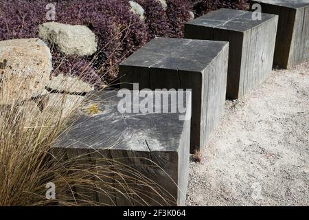 Von immergrünen Grasklumpen, Chionochloa rubra, teppichbildende 'immergrüne' Acaena intermis purpurea, Purple New Zealand Burrits Blätter sind pur Stockfoto