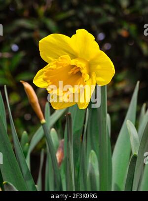 Früh blühende Narzisse. Baden Baden, Deutschland, Europa Stockfoto