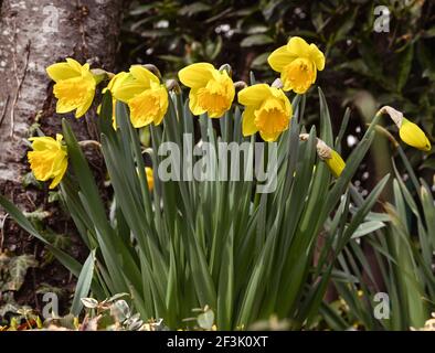 Früh blühende Narzisse. Baden Baden, Deutschland, Europa Stockfoto
