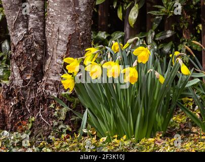 Früh blühende Narzisse. Baden Baden, Deutschland, Europa Stockfoto