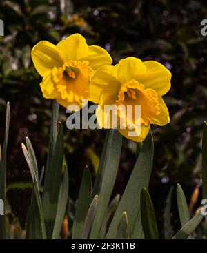 Früh blühende Narzisse. Baden Baden, Deutschland, Europa Stockfoto