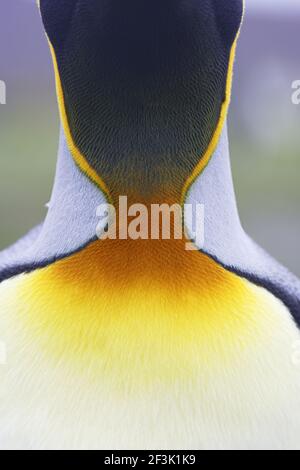 Königspinguin - Nackendetail Aptenodytes patagonicus Salisbury Plain South Georgien BI008284 Stockfoto