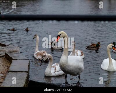 Familie der Mute Swans am Wehr von Ackers Pit In Warrington an einem regnerischen Tag Stockfoto